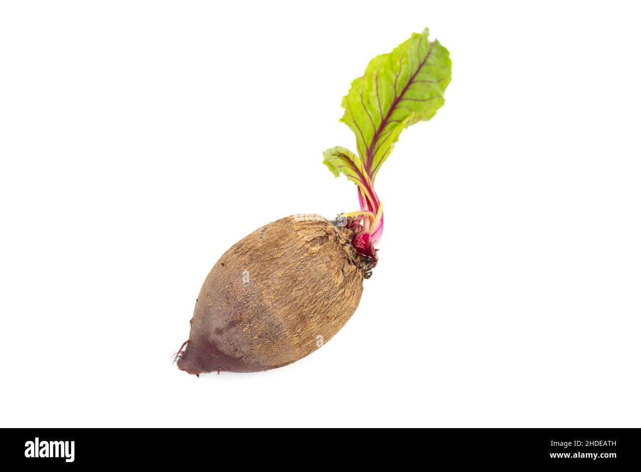 Frische Bio-Rote Beete mit frisch geernteten Blättern auf isoliertem weißem Hintergrund Stockfoto