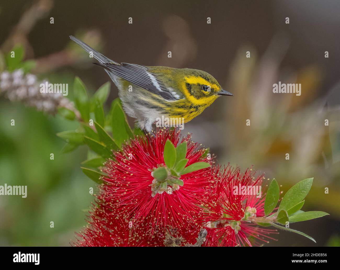 Townsend-Waldsänger, Setophaga Townsendi, füttert im Winter Bottle-Brush-Blumen, Monterey. Kalifornien. Stockfoto