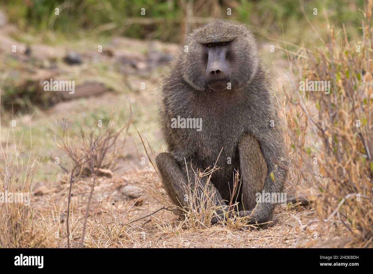 Olive Baboon, Papio anubis, im Samburu National Reserve in Kenia. Stockfoto