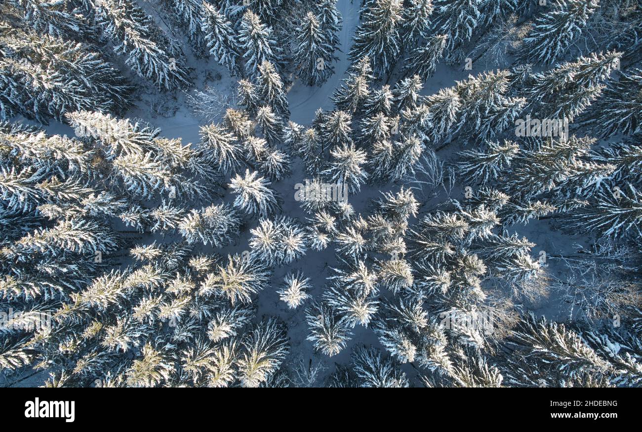 Immergrüne Bäume im Schnee über der Dronen-Ansicht. Verschneite Hintergrundmotiv Stockfoto