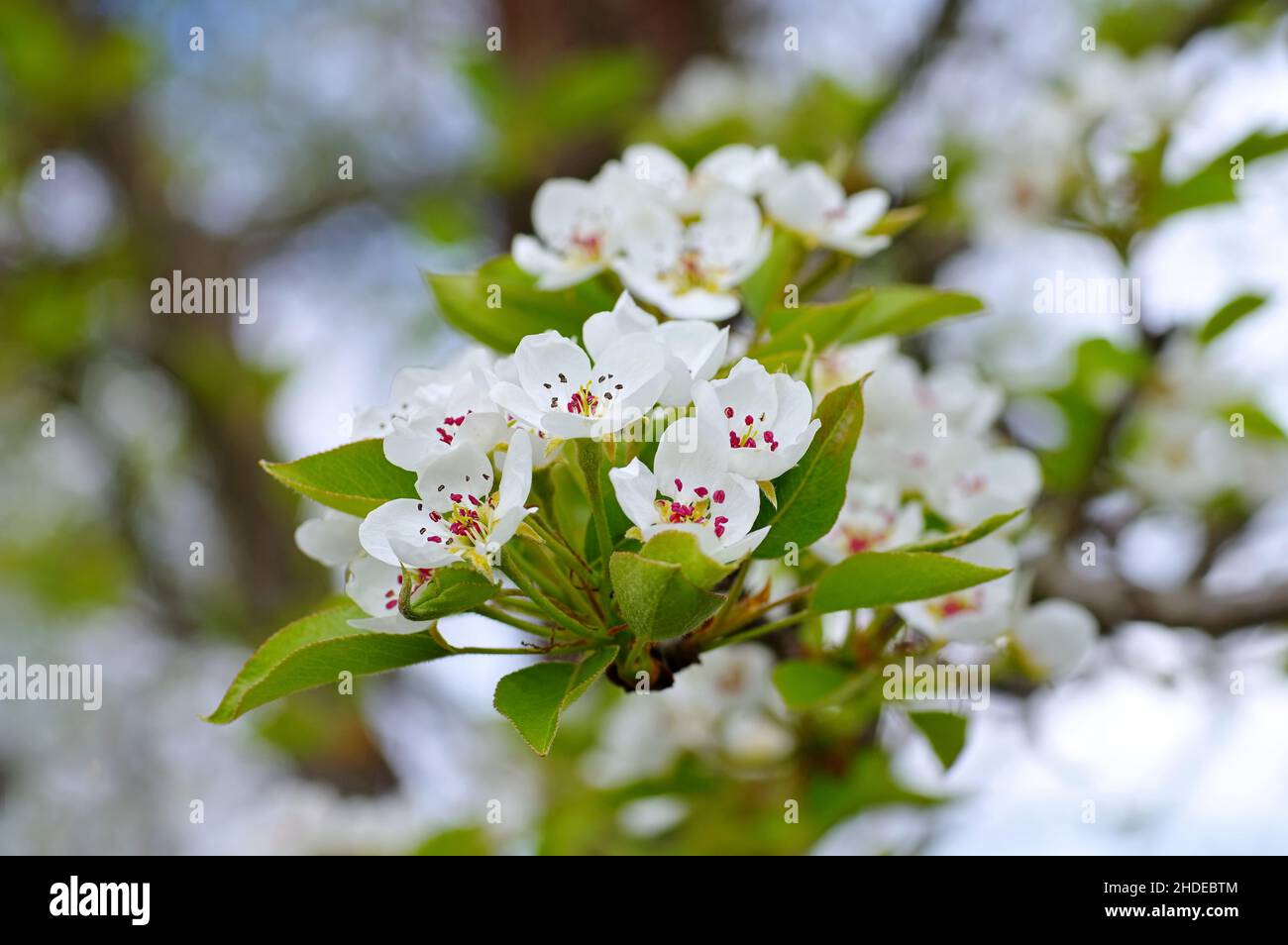 Weiße Blüte des Birnenbaums im Frühjahr Stockfoto