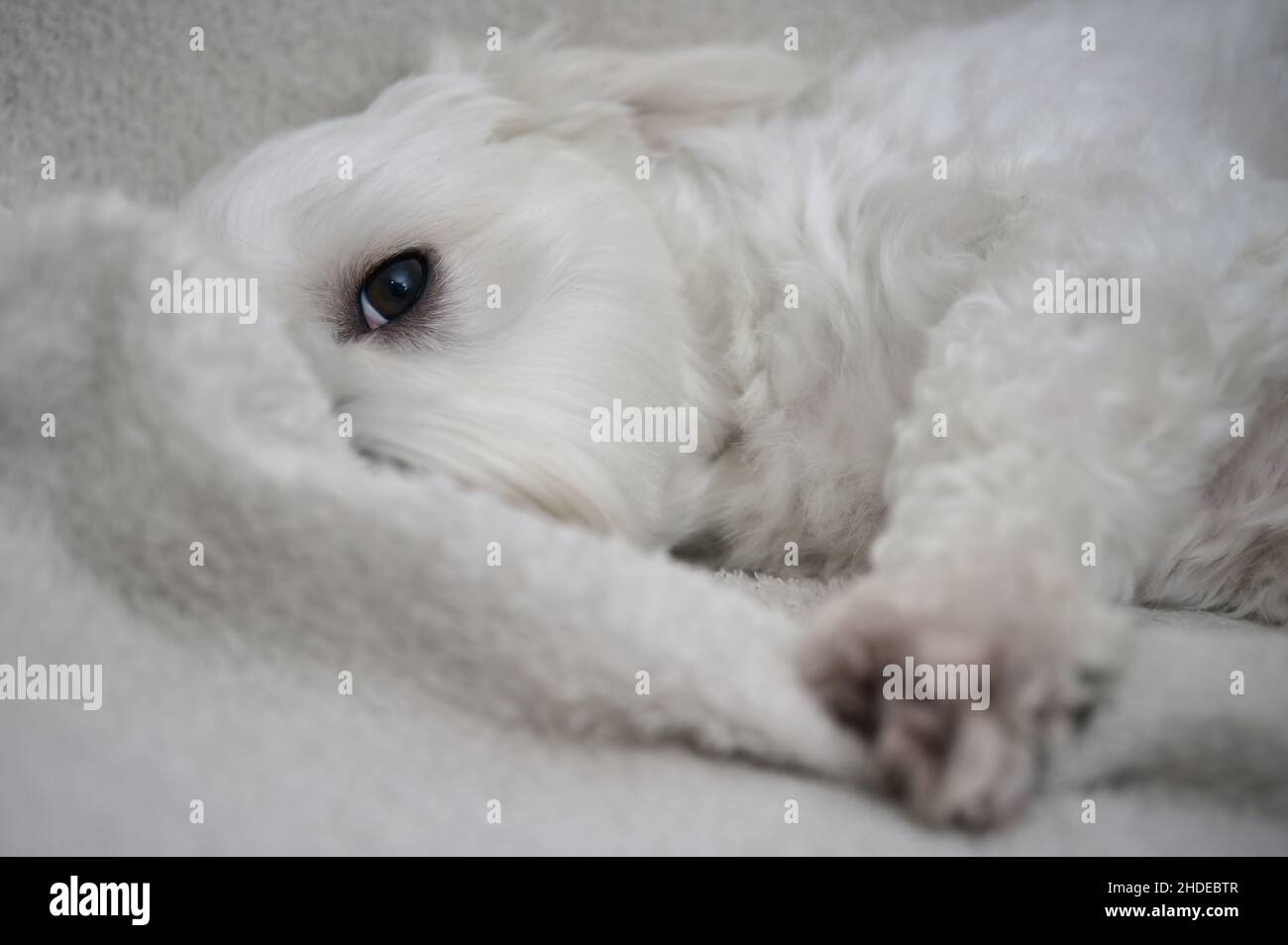 Weißer maltesischer Hund Bichon legt sich auf das Sofa Stockfoto