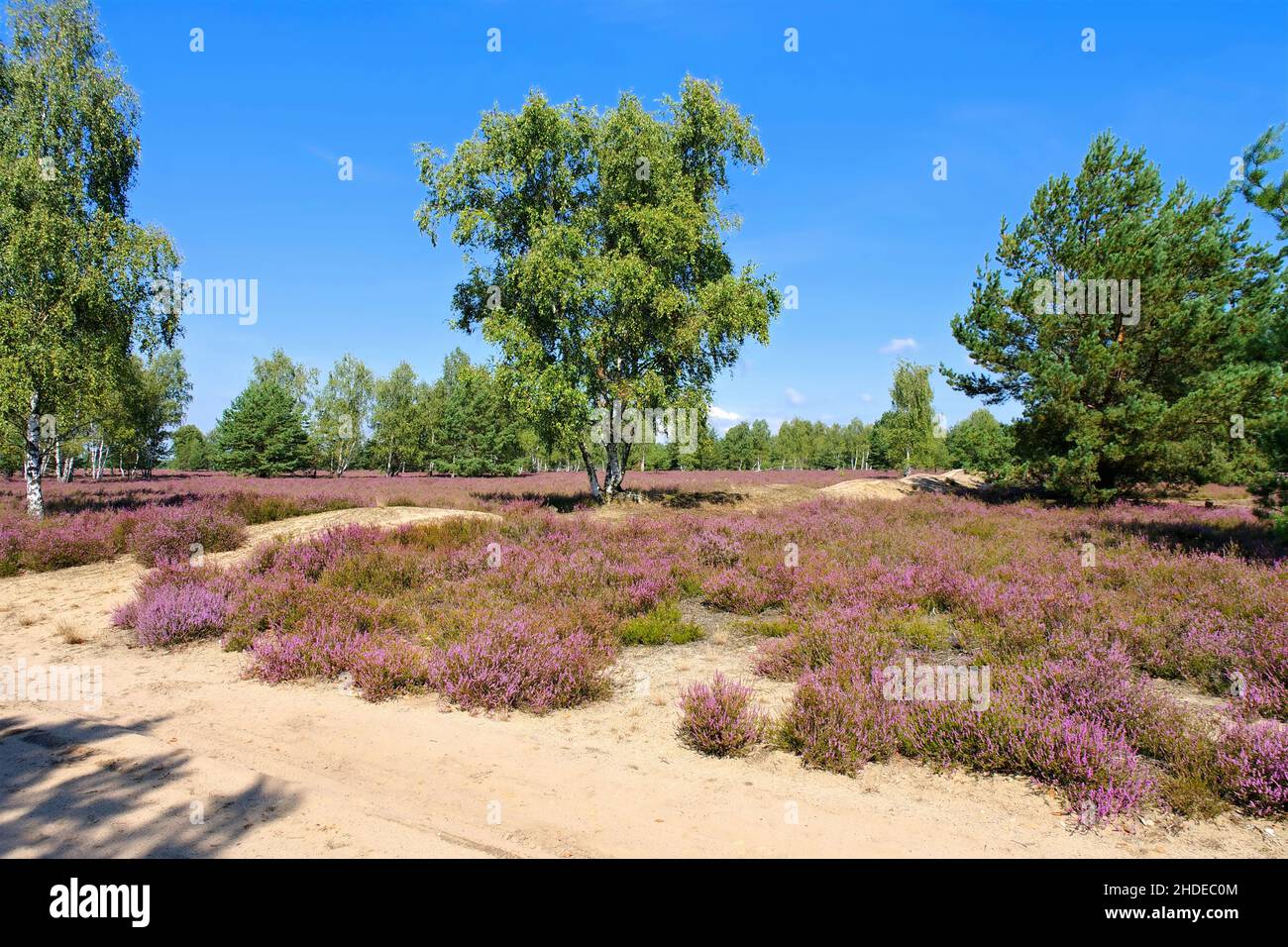Heidenlandschaft mit blühender Heide, Calluna vulgaris und Wanderweg Stockfoto