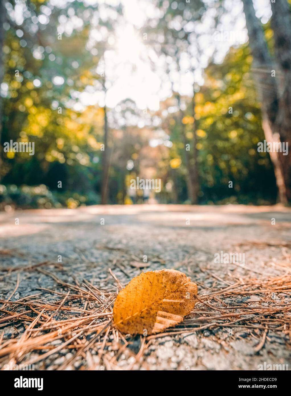 Bei sonnigem Wetter fiel das Blatt im Herbstwald von einem Baum. Atatürk Arboretum Botanic Park in Istanbul. Stockfoto