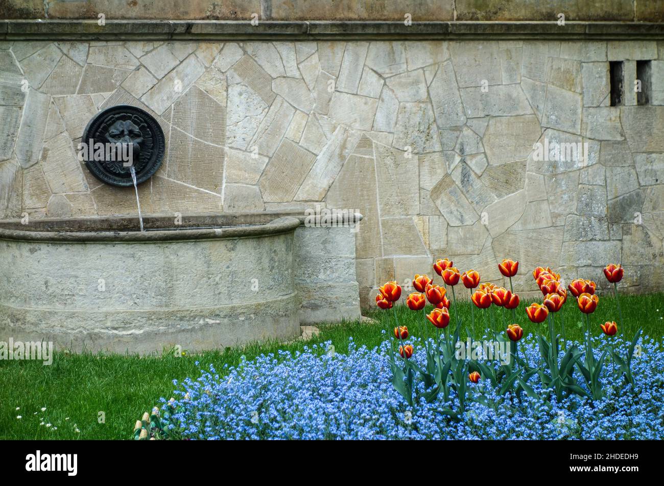 Blühende Tulpen vor einer Mauer mit Wandbrunnen im Schlosspark Babelsberg, Potsdam Stockfoto