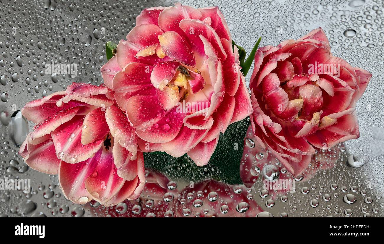Drei feuchte rosa rote Doppeltulpenblumen auf glänzend grauem Hintergrund mit Wassertropfen und Reflektion. Blumenstrauß von schönen Frühlingsblumen als Symbol der Liebe Stockfoto