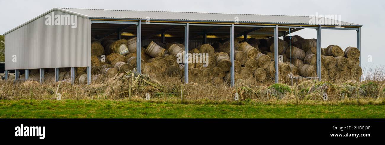 Eine offene Bauernscheune, gefüllt mit runden Heuballen Stockfoto