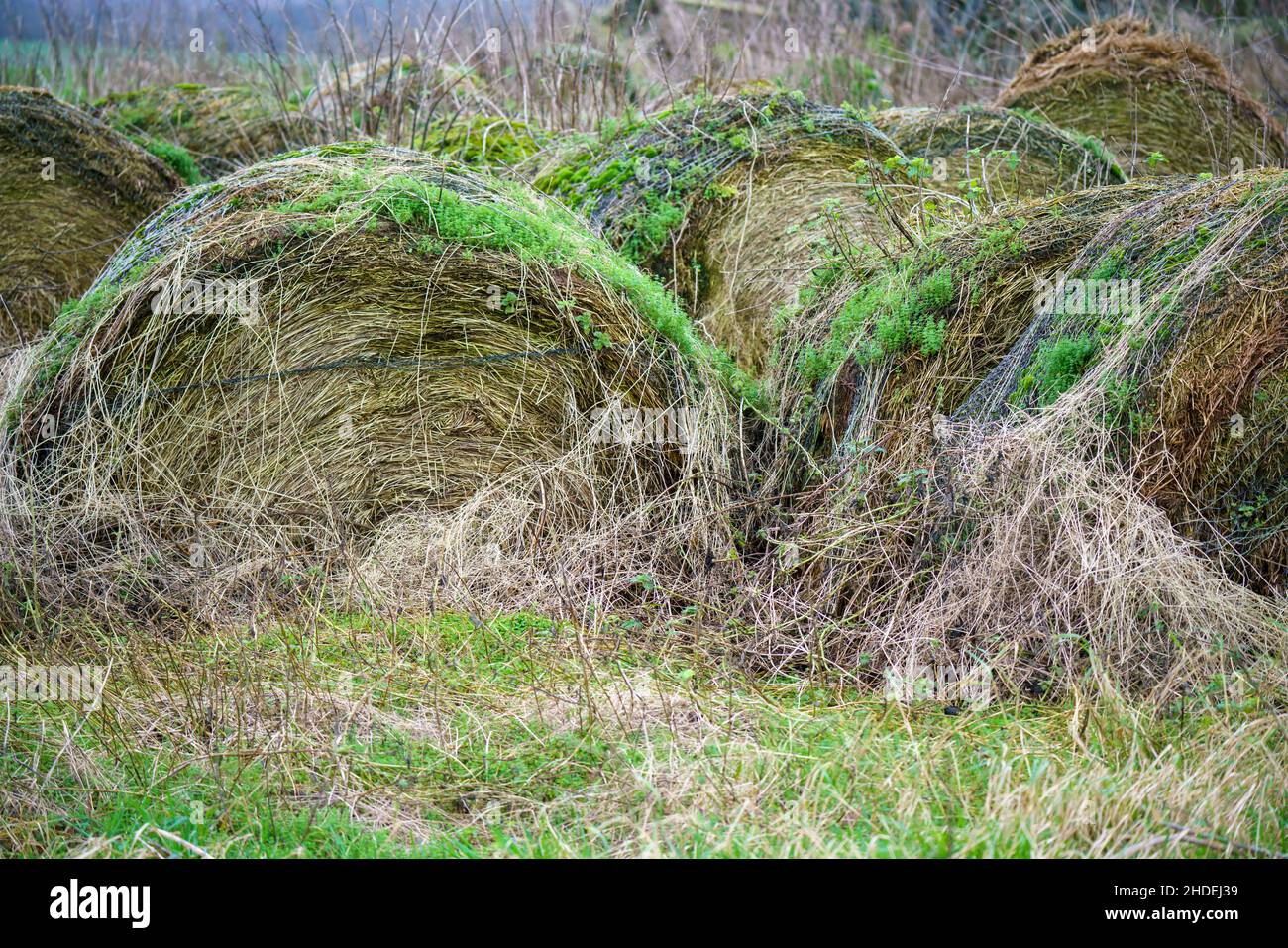 Mehrere alte und zusammenbrechende, überwuchert runde Heuballen mit grüner Vegetation, die oben wächst Stockfoto