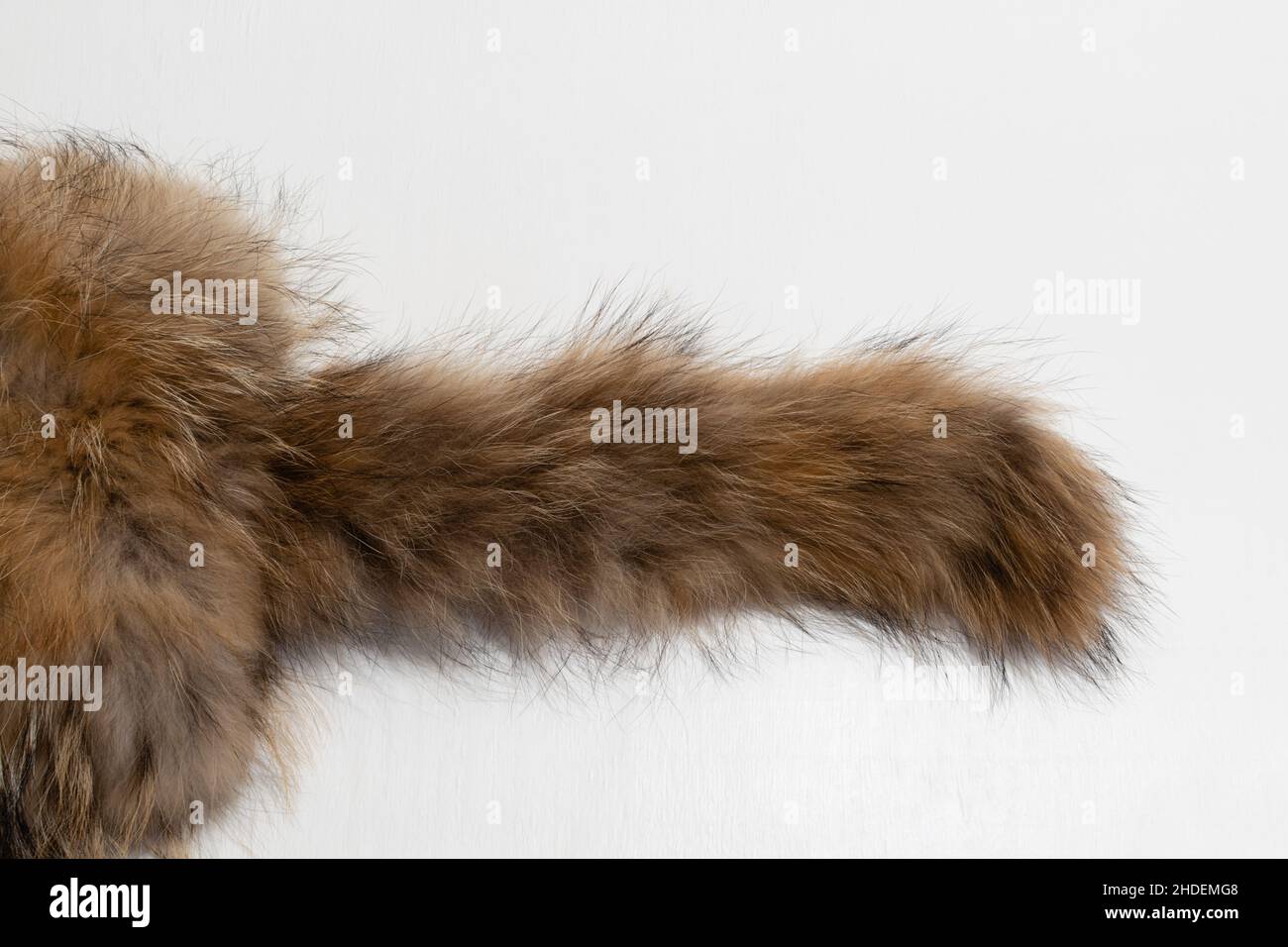 Schwanz von flauschigen Ingwer zerzauste wilde Tier auf weißem Hintergrund Stockfoto