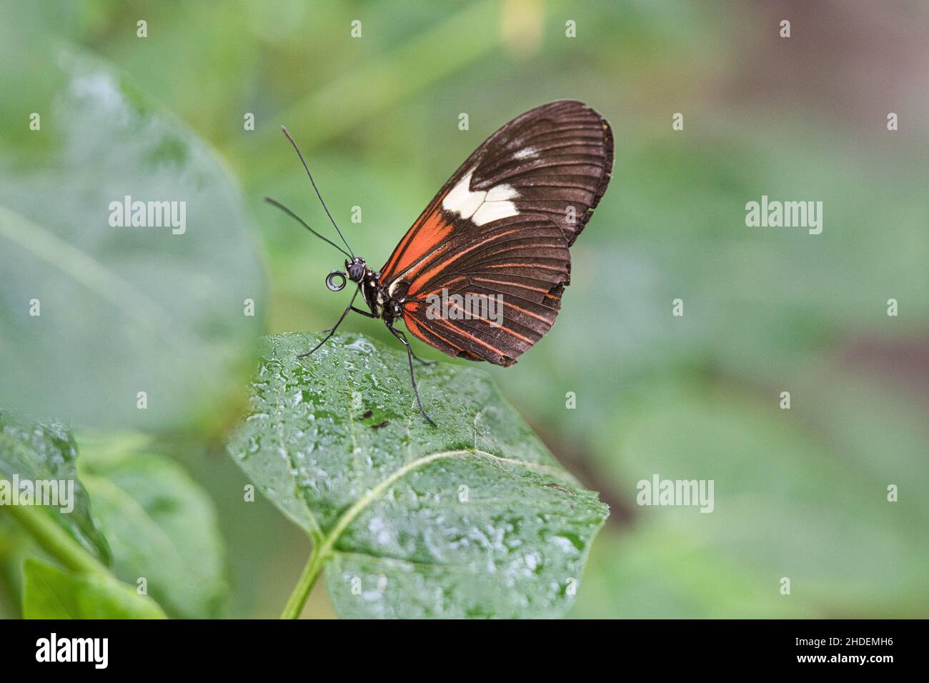 Bunter Schmetterling auf einem Blatt, Blume. Elegant und zart. Bunt, zerbrechlich und traumhafte Schönheit Stockfoto