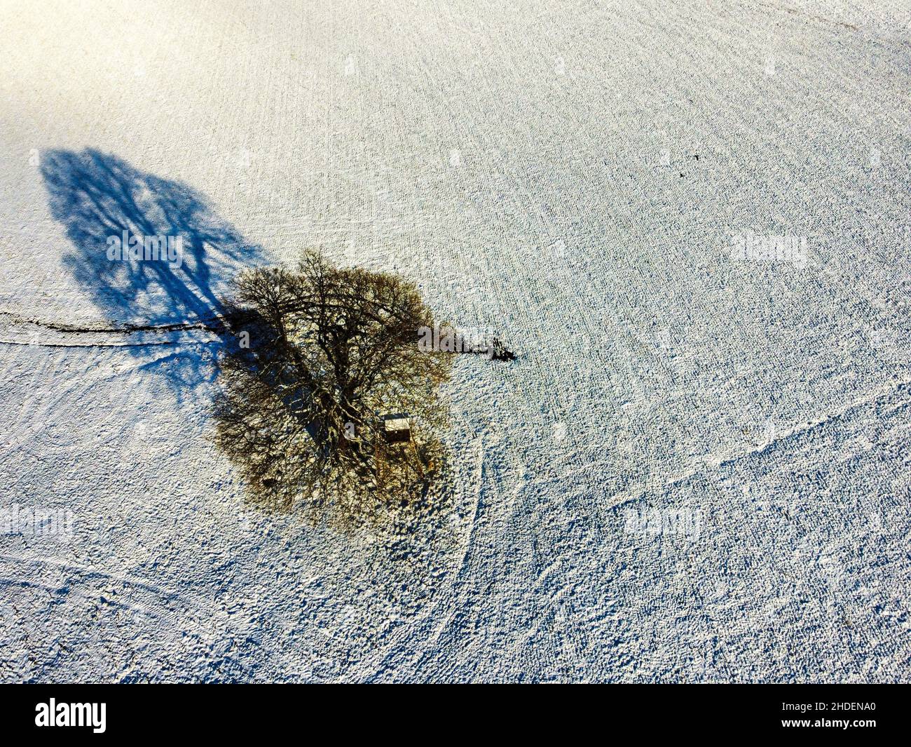 Einzelbaum im Winter auf dem Feld Stockfoto