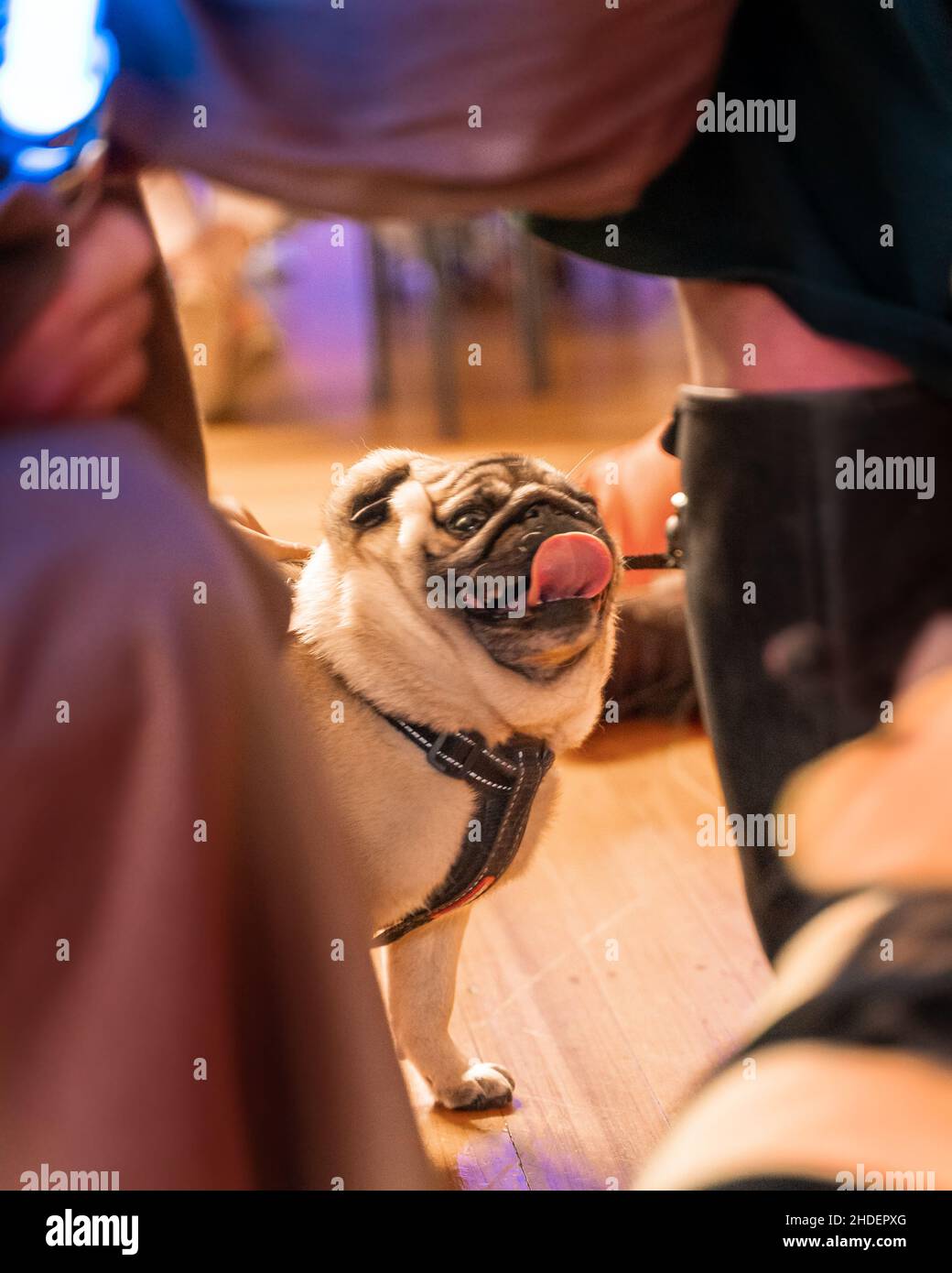 Nahaufnahme von niedlichen Mops, die mit dem Mädchen spielen Stockfoto