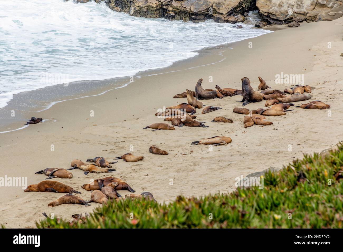 eine Gruppe von Seelöwen in der Sonne auf den Felsen am La Jolla Cove, La Jolla, San Diego, Kalifornien, USA Stockfoto