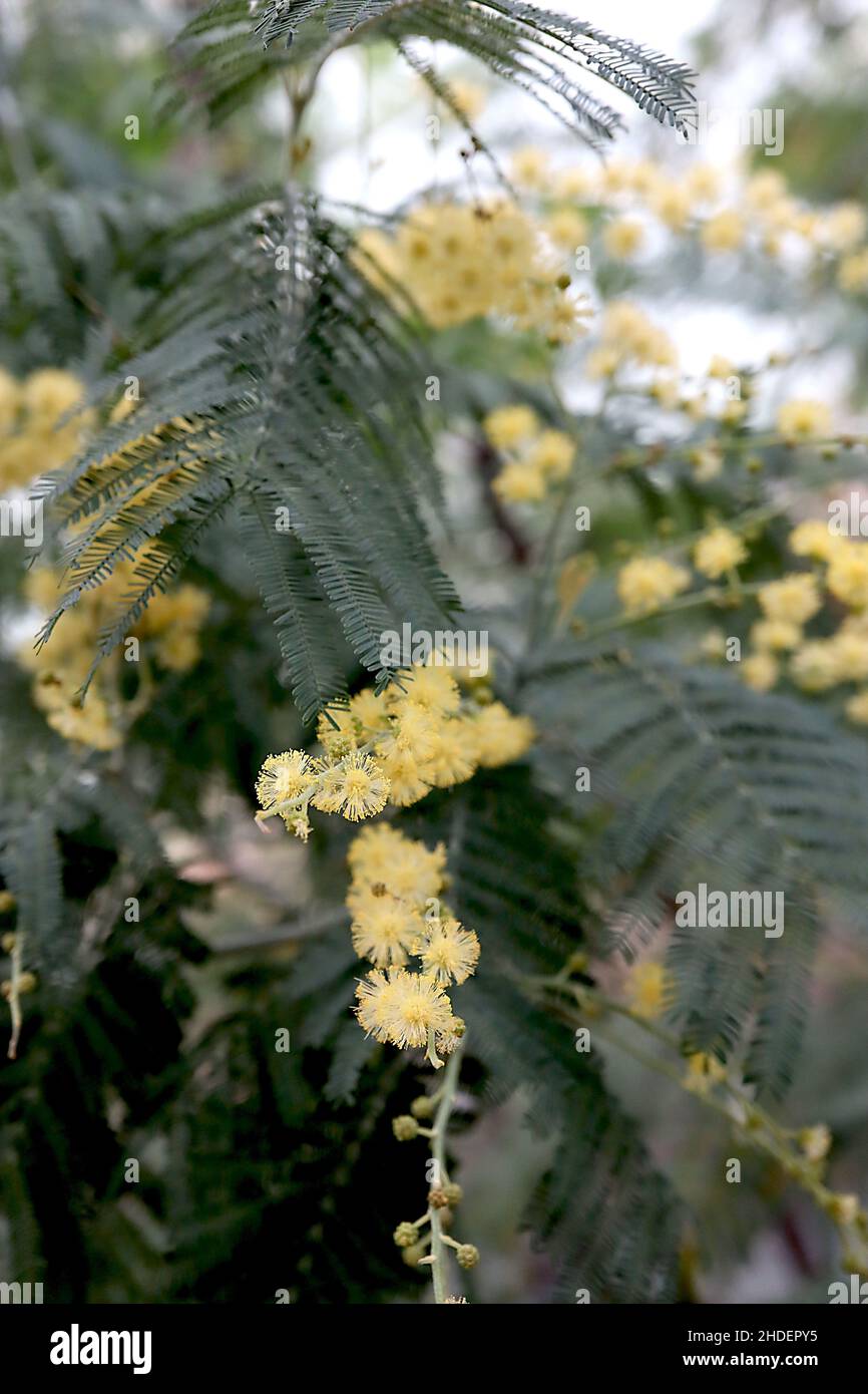 Acacia dealbata Mimosa – kugelgelbe Blüten und grau-grüne bipangeborene Blätter, Januar, England, Großbritannien Stockfoto