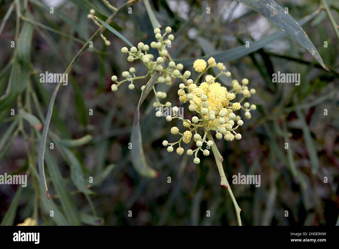 Acacia retinodes Retinodes Wassergrün – kugelgelbe Blüten und weidenartige mittelgrüne Blätter, Januar, England, Großbritannien Stockfoto