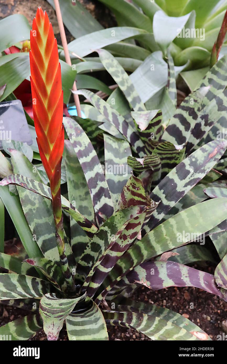 Aechmea chantinii Amazonas Zebrapflanze – geschlossener Blütenstiel mit roten Blattleinen, große, glasige Blätter mit schwarzen und dunkelvioletten Streifen, Januar, UK Stockfoto
