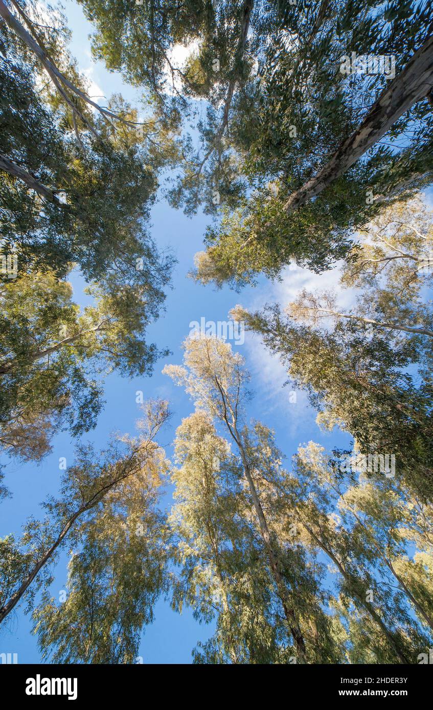 Eukalyptushain in der Nähe des Guadiana-Flusses, Extremadura, Spanien. In Spanien eingeführter Baum für die Herstellung von Holz Stockfoto