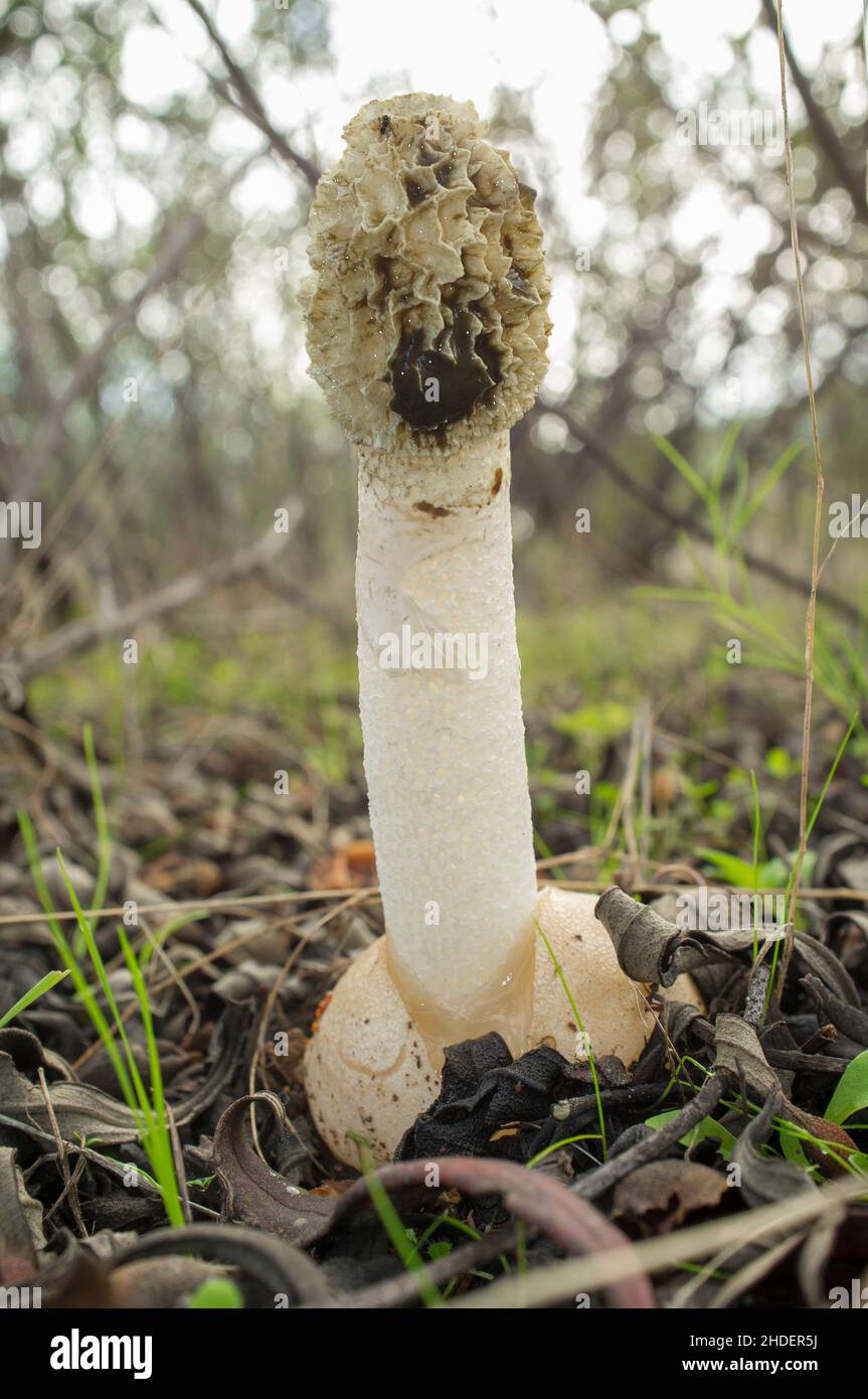 Phallus impudicus oder gewöhnliches Stinkhorn. Exemplar wächst zwischen Gum-Steinrose-Pflanzen. Extremadura, Spanien Stockfoto