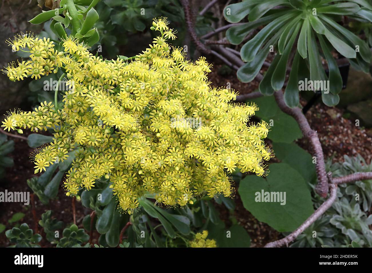 Aeonium arboreum Tree aeonium – dichte Trauben von gelben Gänseblümchen-ähnlichen Blüten, glänzende Spatellblätter, Januar, England, Großbritannien Stockfoto