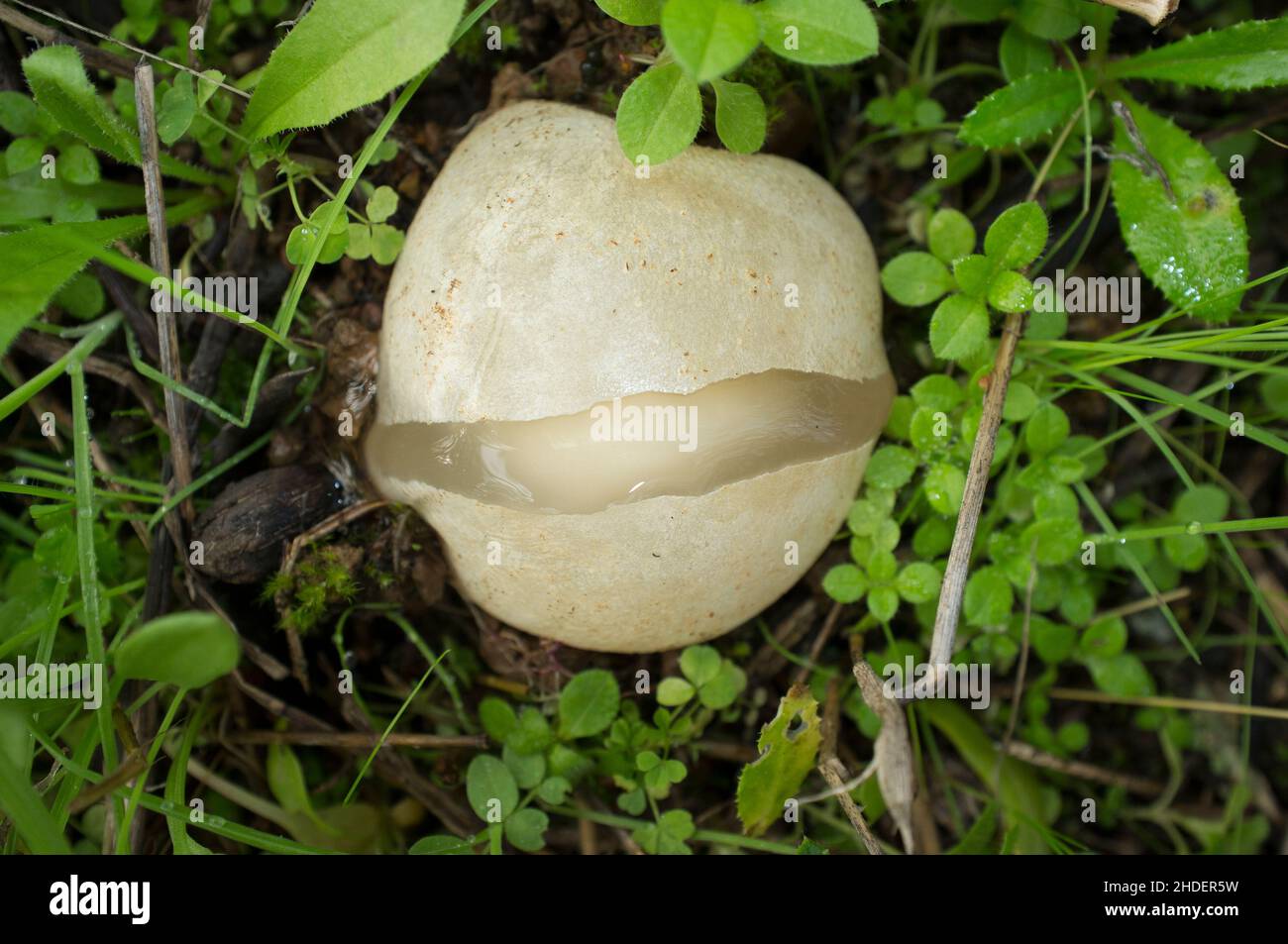 Unreifer Phallus impudicus oder gewöhnliches Stinkhorn. Exemplar wächst zwischen Gum-Steinrose-Pflanzen. Extremadura, Spanien Stockfoto