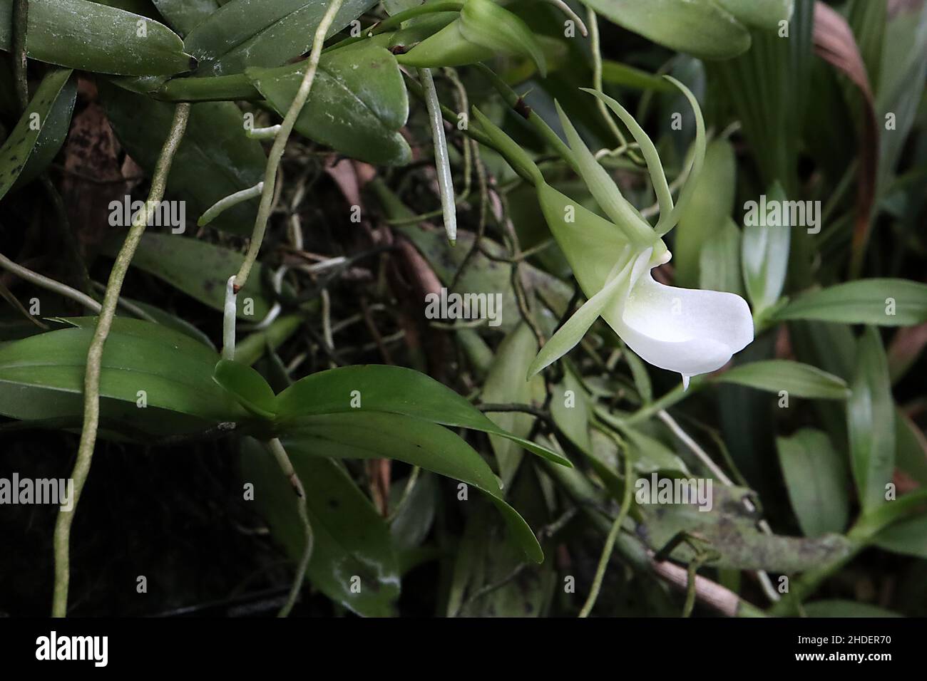 Angraecum eichlerianum weiße Blüten mit kuppelförmig angeordnter Korona, ausgestellte hellgrüne Kelchblätter, längliche dunkelgrüne Blätter, Januar, England, UK Stockfoto