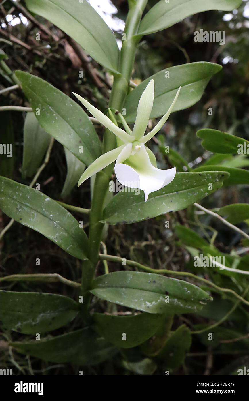 Angraecum eichlerianum weiße Blüten mit kuppelförmig angeordnter Korona, ausgestellte hellgrüne Kelchblätter, längliche dunkelgrüne Blätter, Januar, England, UK Stockfoto