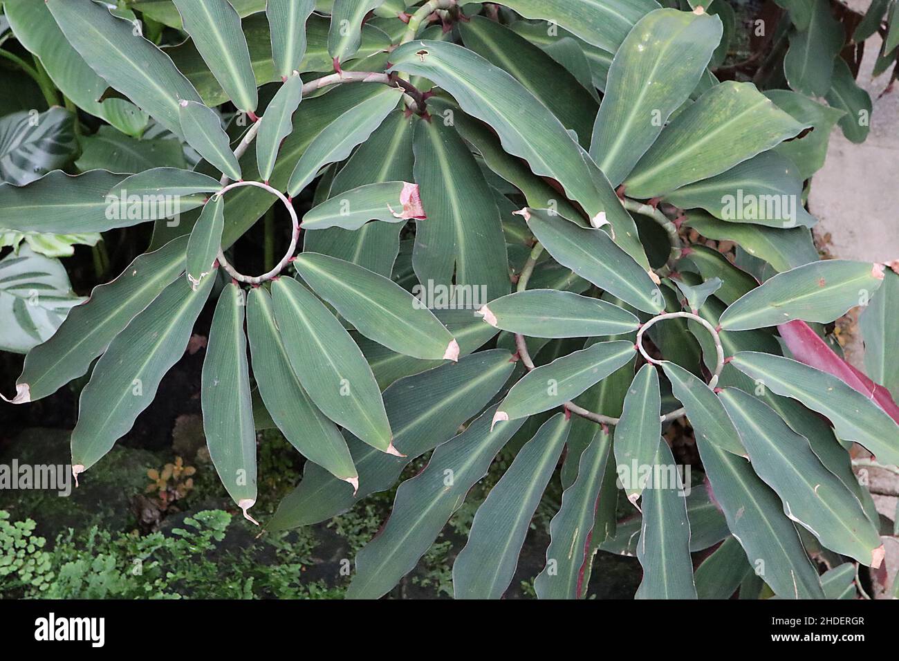 Costus speciosus crepe ginger - große elliptisch-grau-grüne Blätter entlang des Spiralstiels, Januar, England, Großbritannien Stockfoto