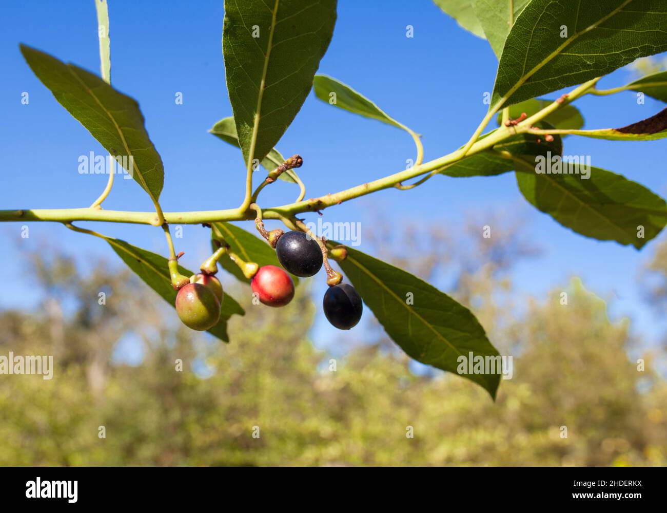 Bay oder Laurus nobilis Beeren aus der Nähe. Mediterraner einheimischer Baum, der zum Würzen in der Küche verwendet wird Stockfoto