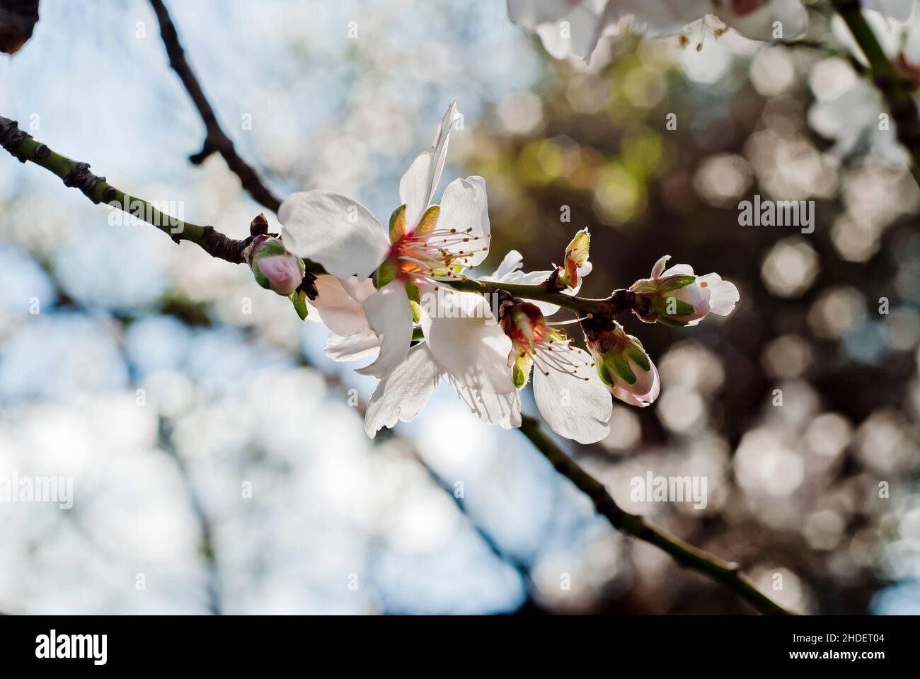 Mandelblüten. Blüten des Mandelbaums (Prunus dulcis syn Prunus amygdalus). Mandelnüsse sind die Kerne der Frucht. Dieser Baum blüht schon früher Stockfoto