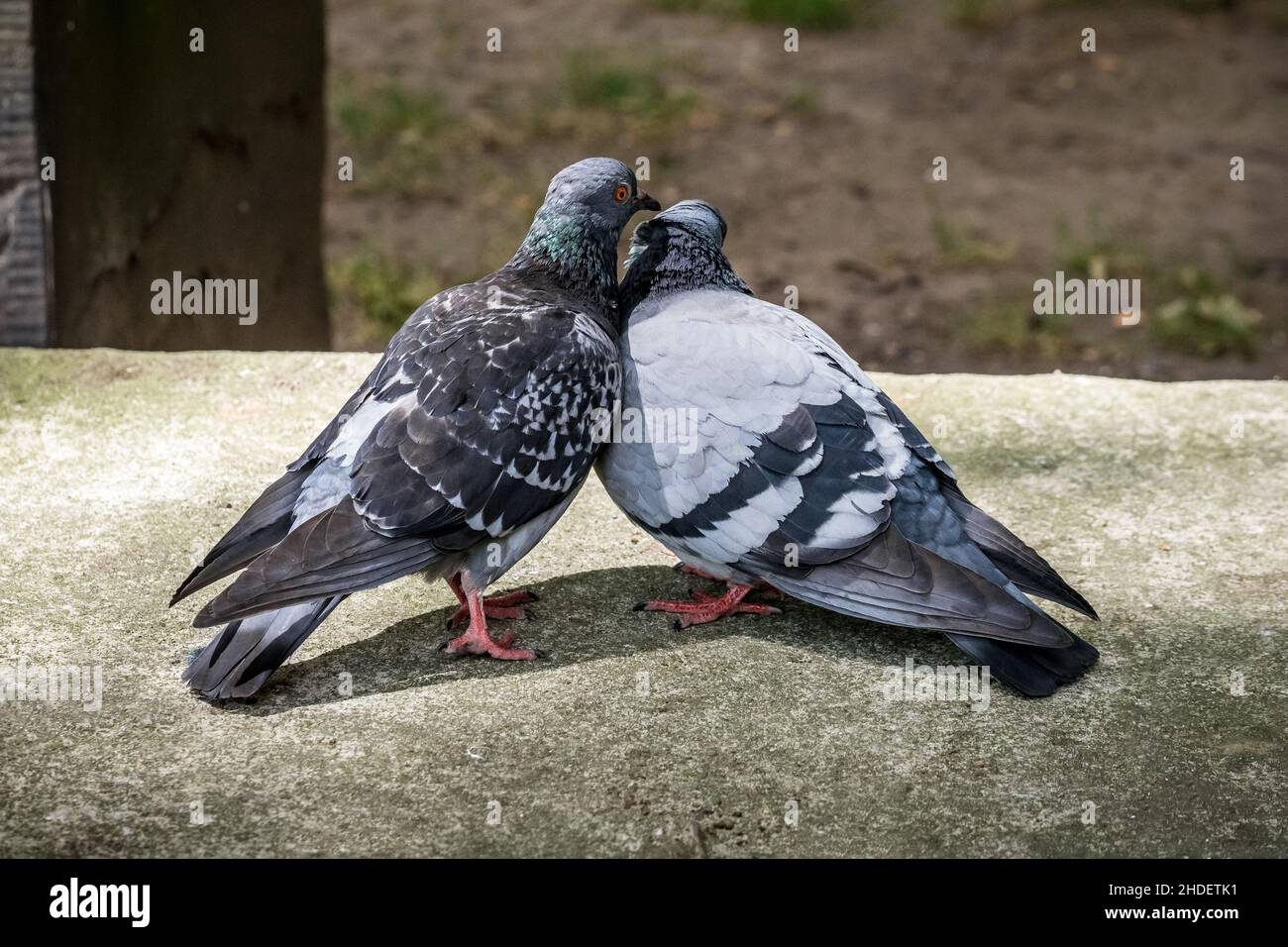 Zwei blassgraue, wilde Felsparken, die auf einer Wand thronen und sich im warmen Sonnenschein zusammenschmiegen, aufgenommen im Postman's Park London, 25th. Juni 2017 Stockfoto