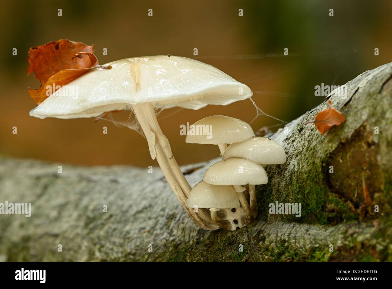 Pilzdetails und Nahaufnahmen im europäischen Buchenwald im Herbst Stockfoto