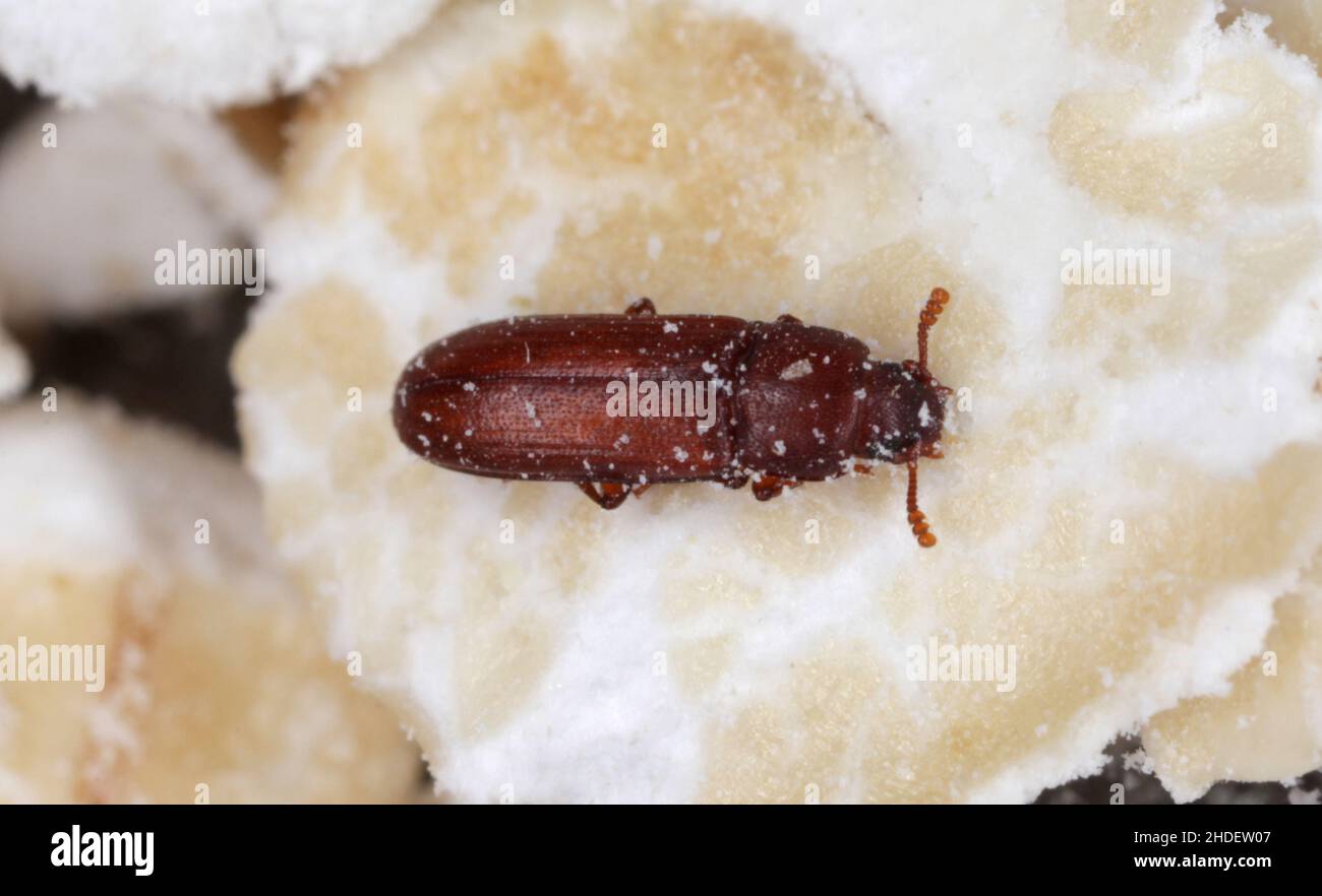 Der Rotmehlkäfer Tribolium castaneum. Es handelt sich um eine weltweite Schädlingsbekämpfungsmenge von gelagerten Produkten, insbesondere von Lebensmittelkörnern. Stockfoto