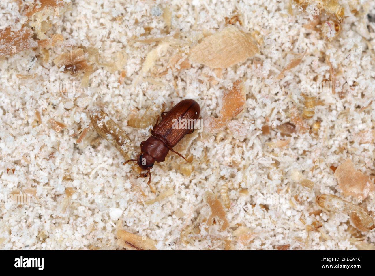 Käfer von verwirrten Mehl Käfer Tribolium confusum bekannt als ein Mehlkäfer auf beschädigten br