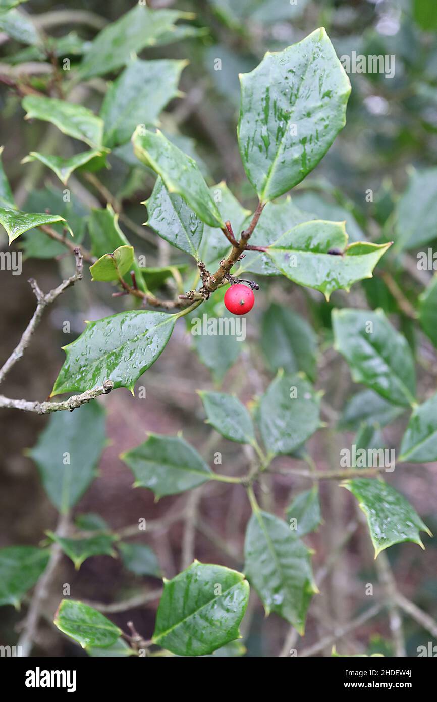 Ilex Opaca American Holly – rote Beeren und mattgrüne Blätter mit stacheligen Rändern, Januar, England, Großbritannien Stockfoto