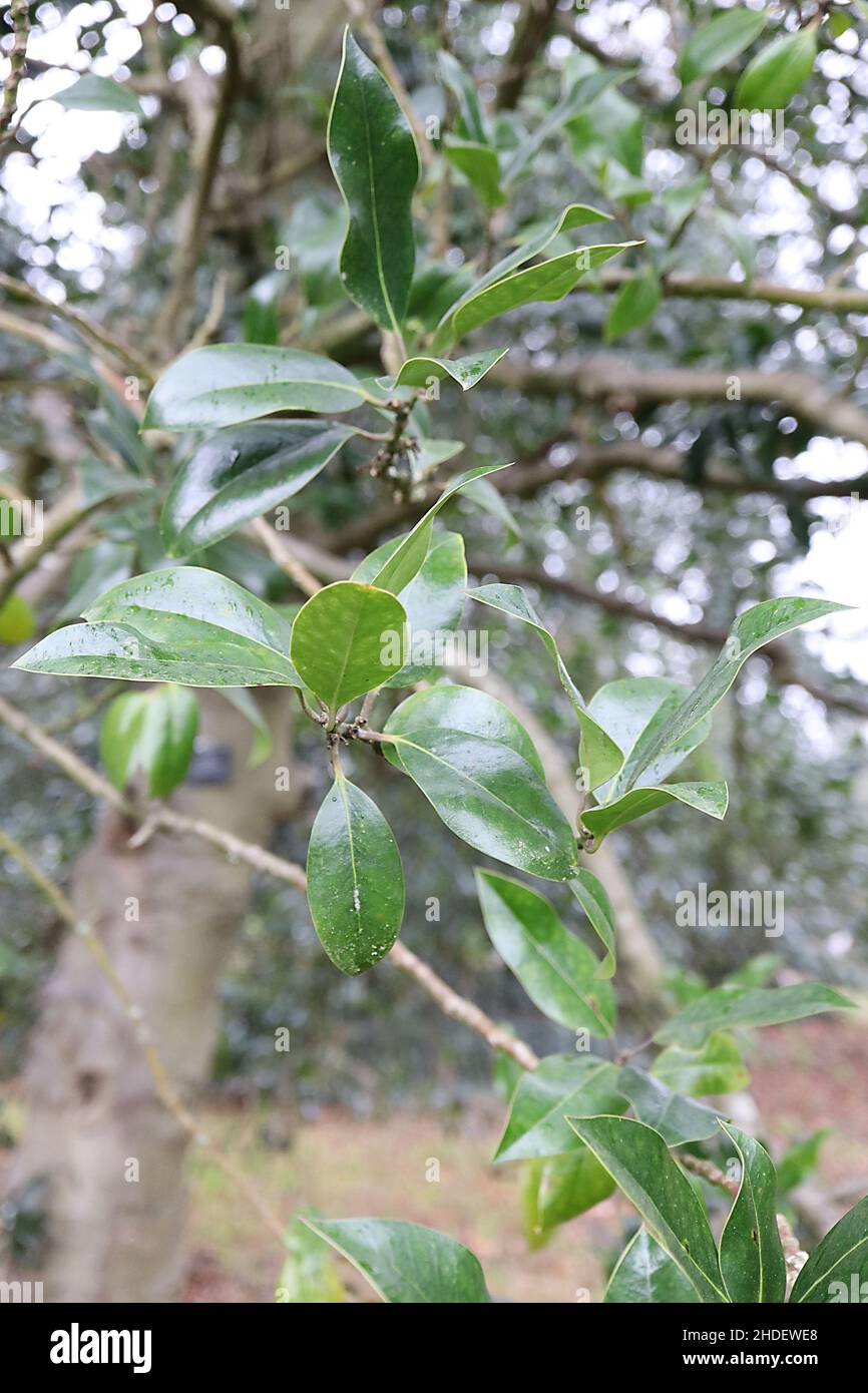 Ilex x altaclerensis ‘Camellifolia’ Highclere Stechpalme Camellifolia – große, kamellienartige, dunkelgrüne Blätter mit stacheliger Spitze, Januar, England, Großbritannien Stockfoto