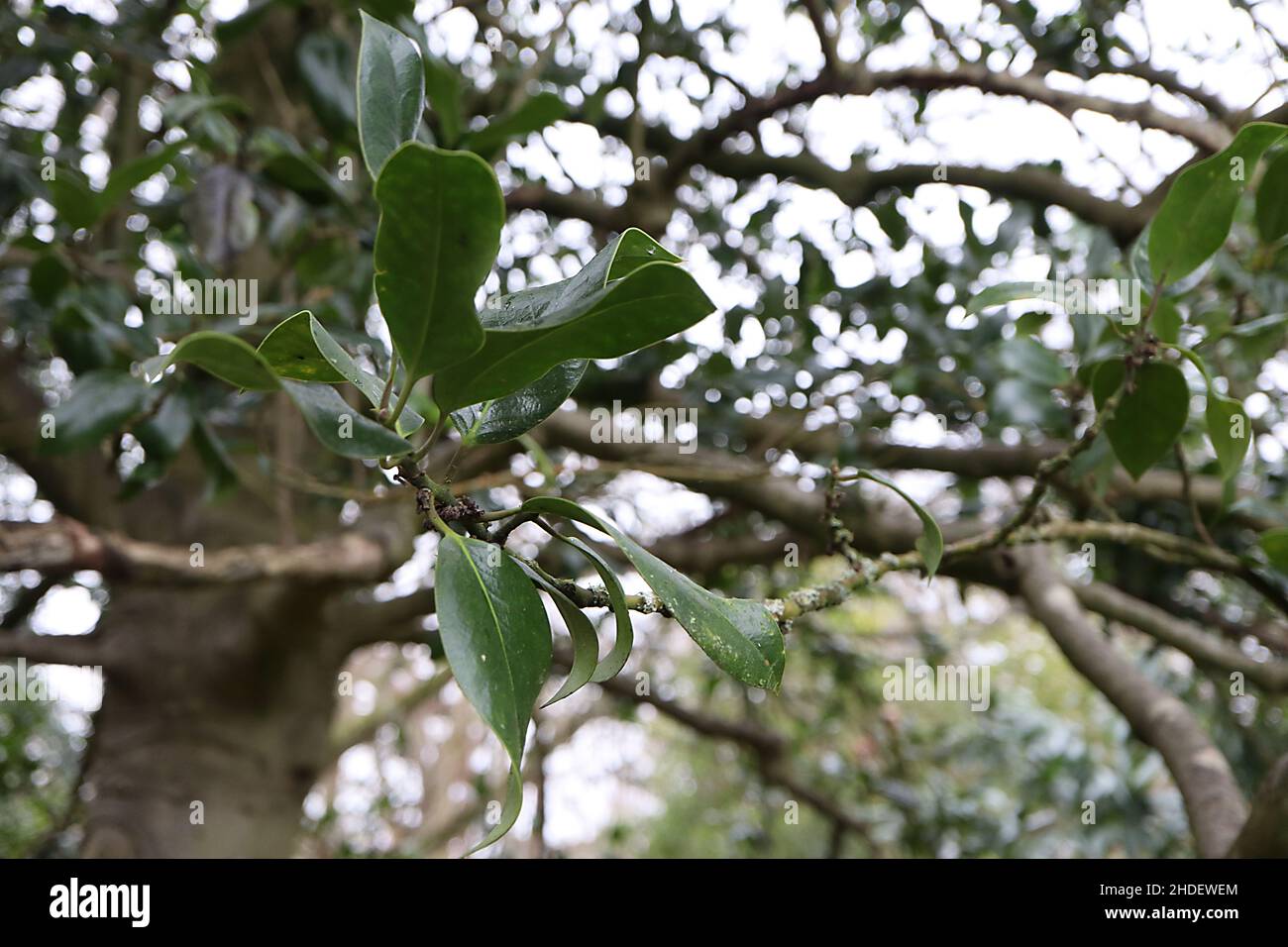 Ilex x altaclerensis ‘Camellifolia’ Highclere Stechpalme Camellifolia – große, kamellienartige, dunkelgrüne Blätter mit stacheliger Spitze, Januar, England, Großbritannien Stockfoto