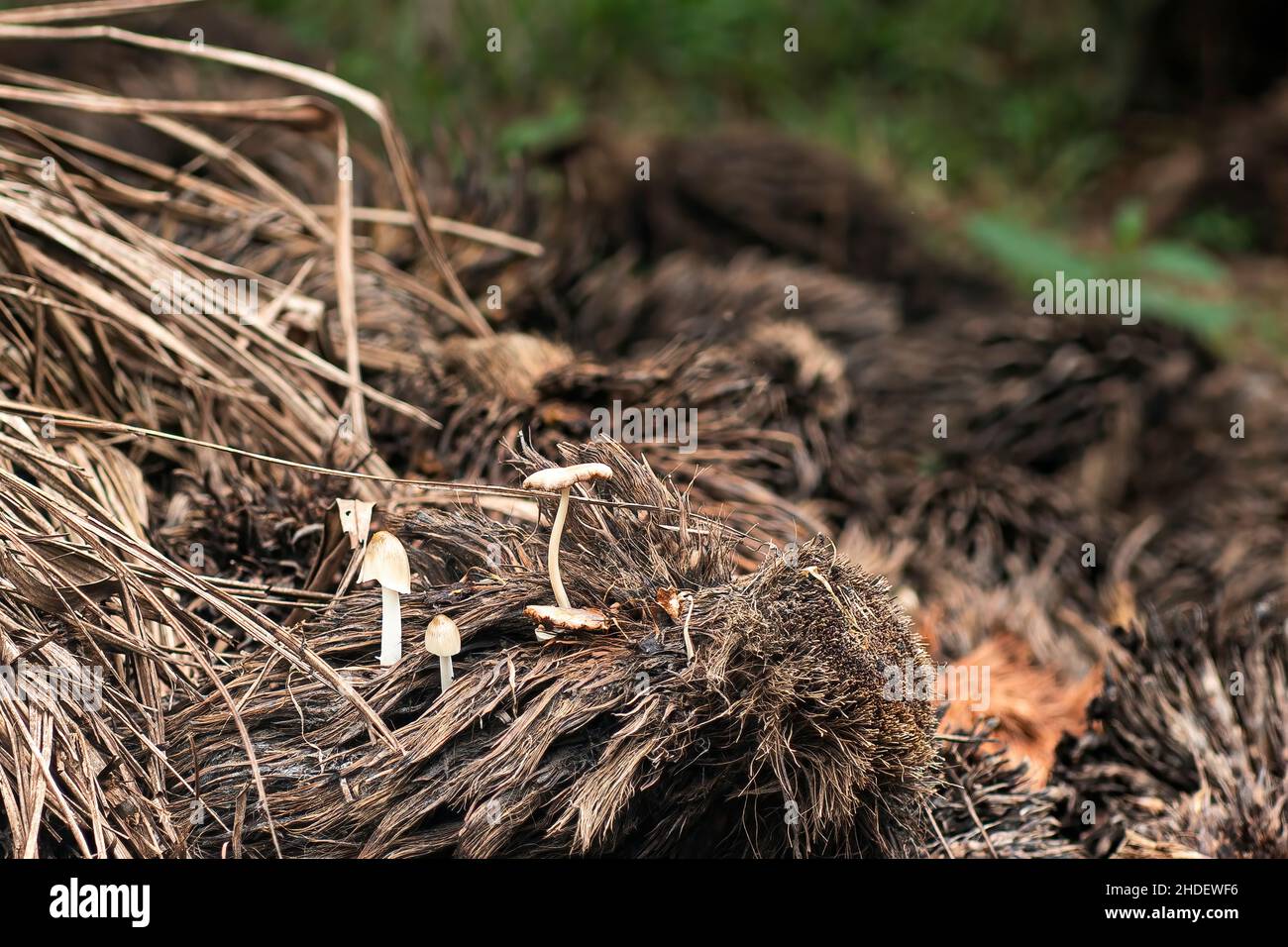 Pilze sprießen aus zersetzten Palmöl-Haufen. Selektive Fokuspunkte. Unscharfer Hintergrund Stockfoto