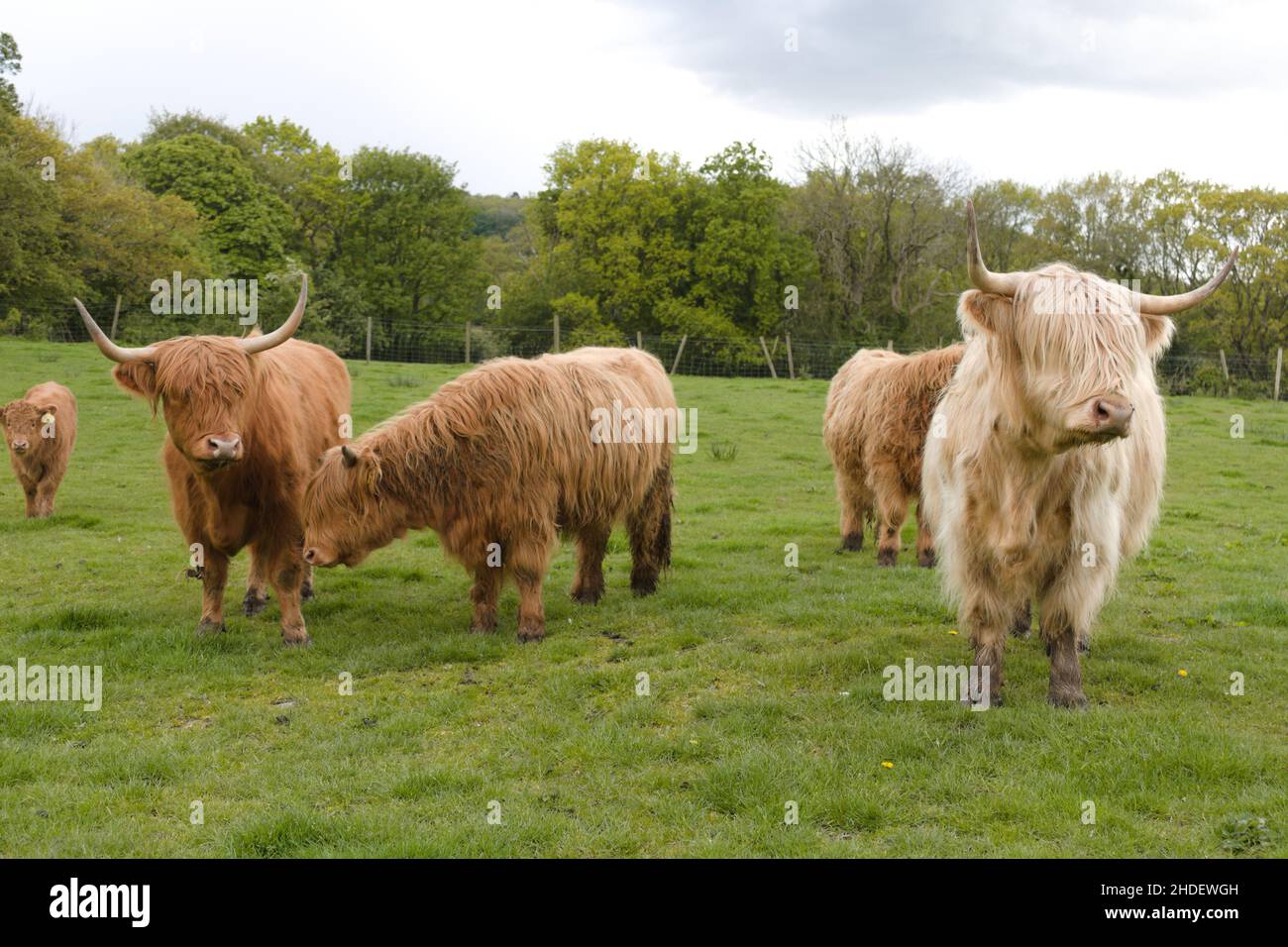 Cremefarbene langhaarige Langhornkühe auf einem Feld. Schottische Hochland Rinder seltene Rasse Stockfoto