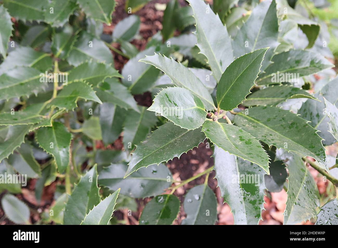 Ilex x koehneana ‘Chestnut Leaf’ Holly Chestnut Leaf – dunkelgrüne kastanienartige Blätter mit gleichmäßig verteilten stacheligen Rändern, Januar, England, Großbritannien Stockfoto