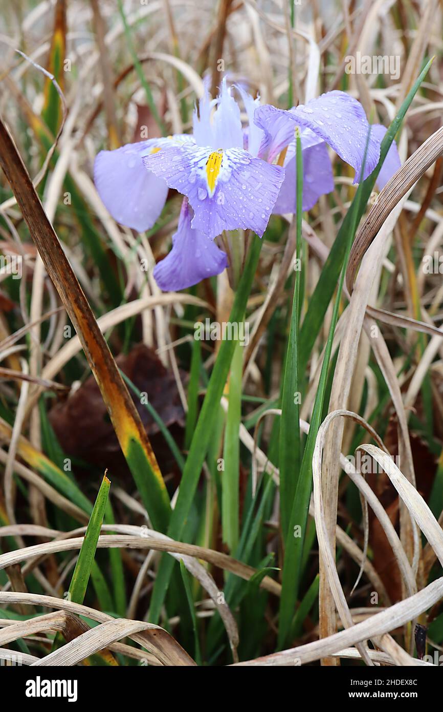 Iris unguicularis algerische Iris – Flieder-Lavendel-Winteriris mit gelben Bändern, Januar, England, Großbritannien Stockfoto