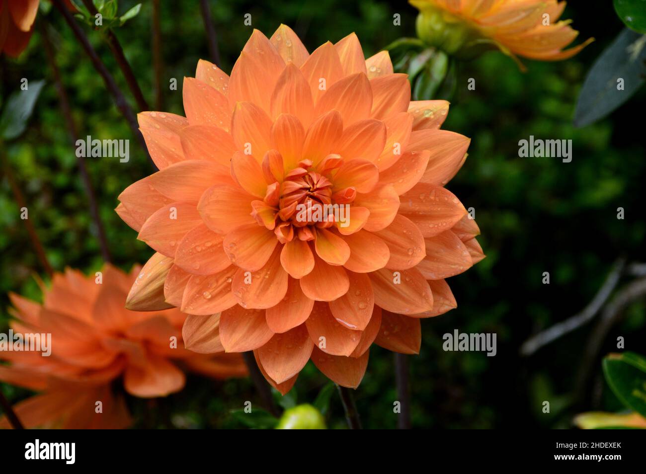 Single Pale Orange (Wasserlilie-Stil) Dahlia 'Gwyneth' Blume in den Grenzen angebaut RHS Garden Harlow Carr, Harrogate, Yorkshire, England, Großbritannien. Stockfoto