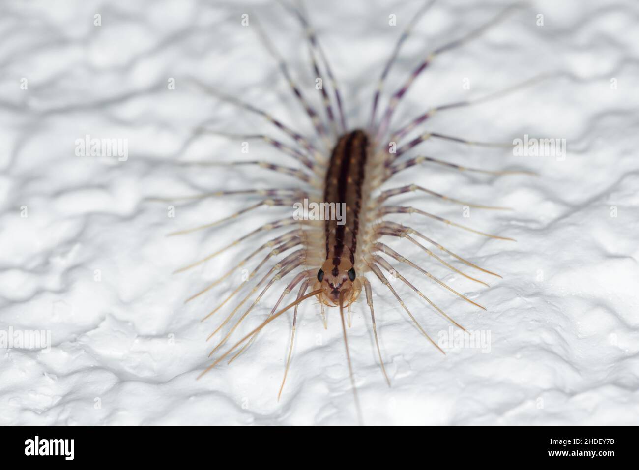 Scutigera coleoptrata an der Wand. Der Flycatcher. Centipede Fliegenfänger Insektenfresser. Stockfoto