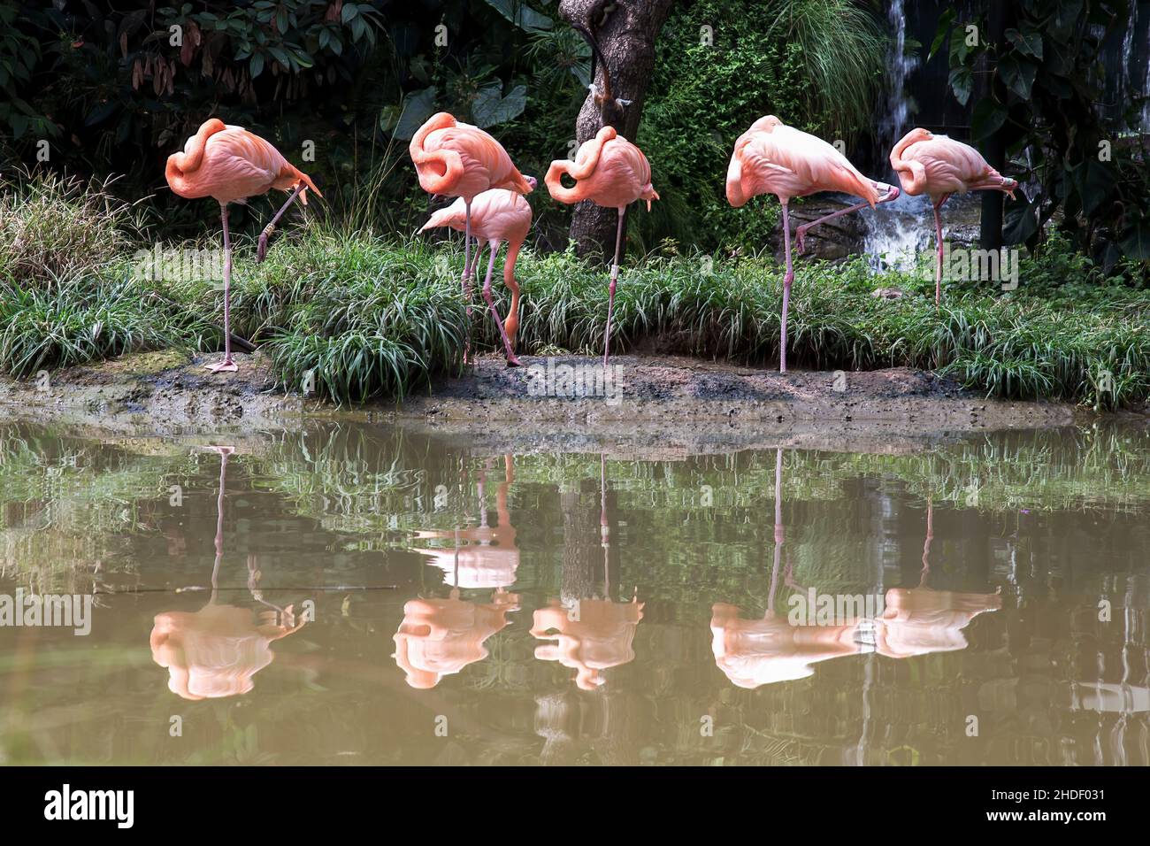 Sechs amerikanische Flamingos sonnen sich am Rande eines Teiches in einem Park in der Stadt Cali in den südlichsten Bergen Kolumbiens. Stockfoto
