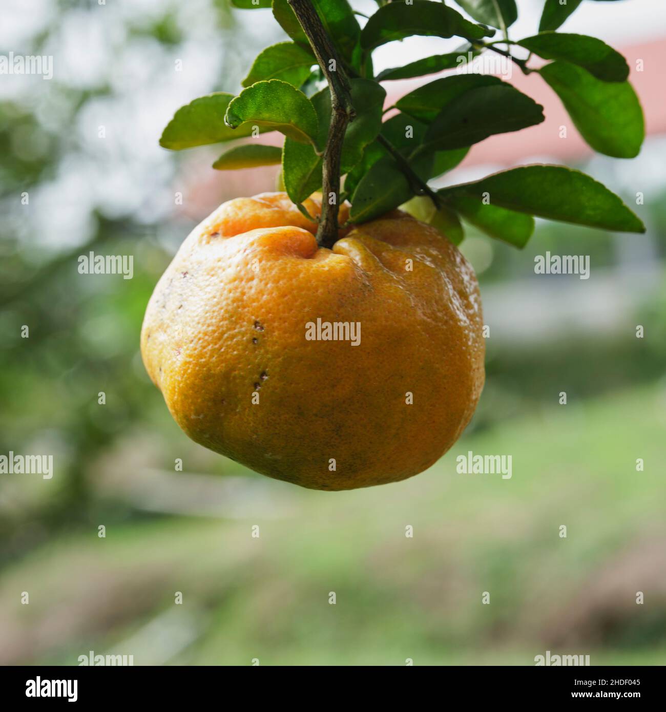 Mandarinenfrucht in Sa Dec, Vietnam Stockfoto