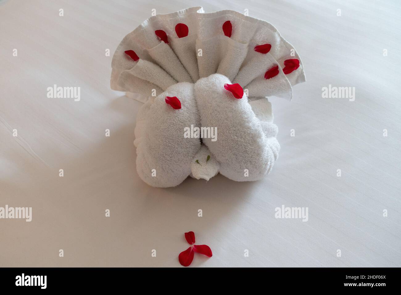 Handtuchkunst mit einem Pfau, die von den Zimmermädchen in einem 5-Sterne-Hotel kreativ gemacht wurde. Hotelhandtücher. Stockfoto
