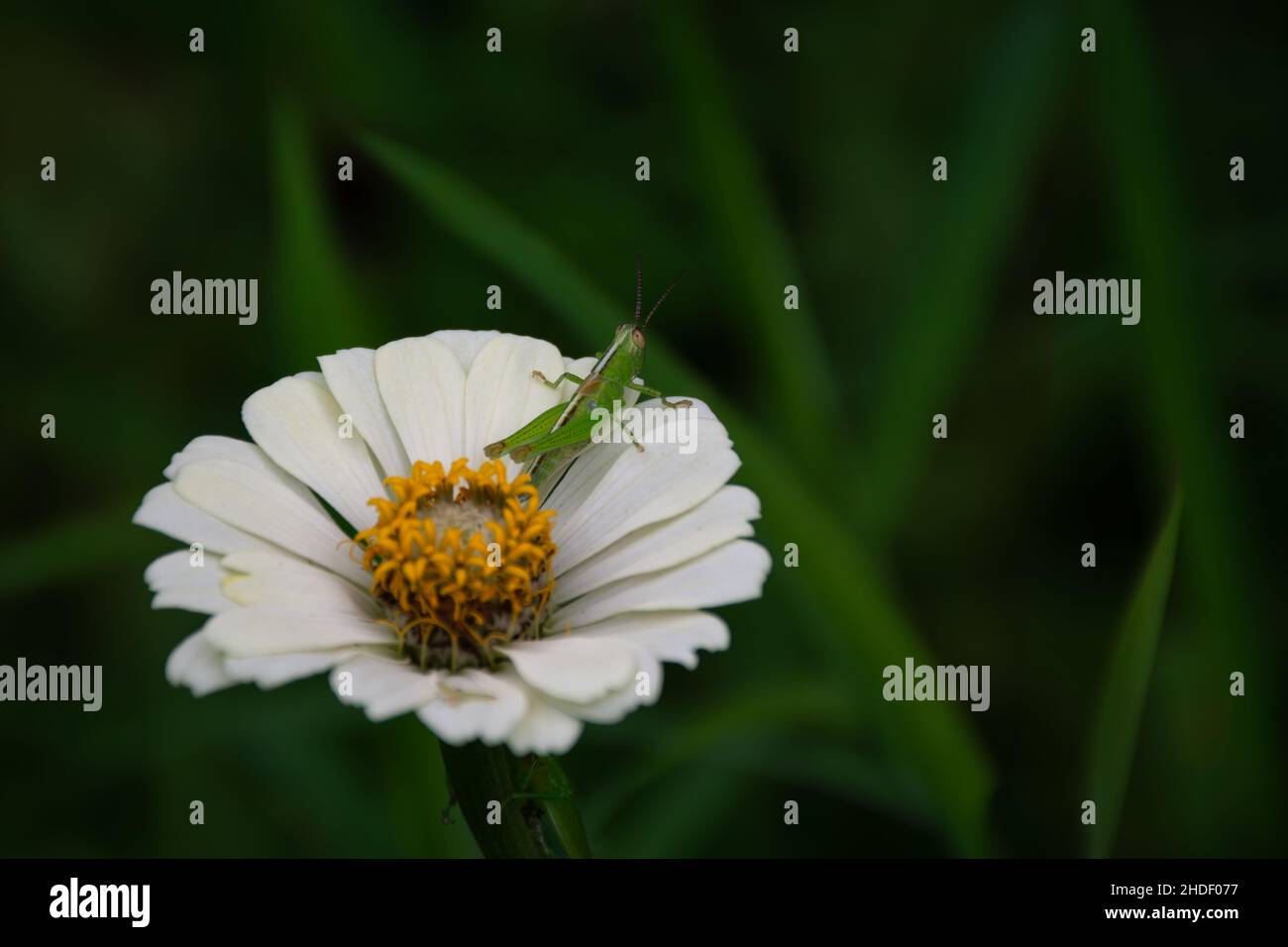 Nahaufnahme heuschrecke, die blumen isst Stockfotos und bilder Kaufen