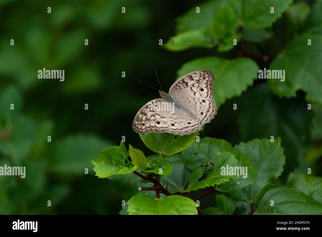Ein Grauer Stiefmütterchen (Junonia atlies) Schmetterling, der auf einem Blatt ruht und seine Flügel offen ausbreitet, im Garten in Mangalore, Karnataka, Indien. Stockfoto
