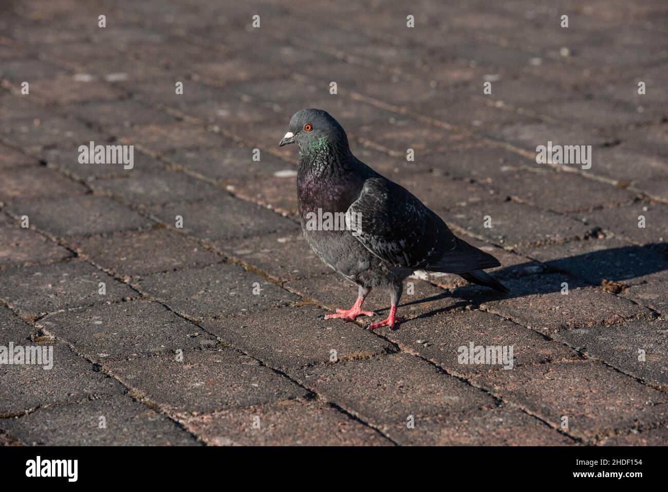 Eine Haustaube Columba livia domestica, die auf einem Steinboden herumläuft Stockfoto