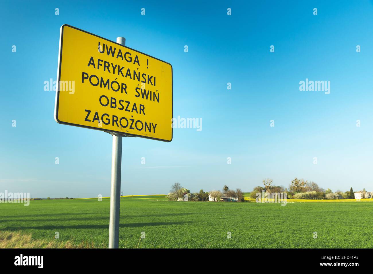 Gelbes Schild mit der Aufschrift in polnischem, Achtung afrikanische Schweinepest gefährdetes Gebiet Stockfoto