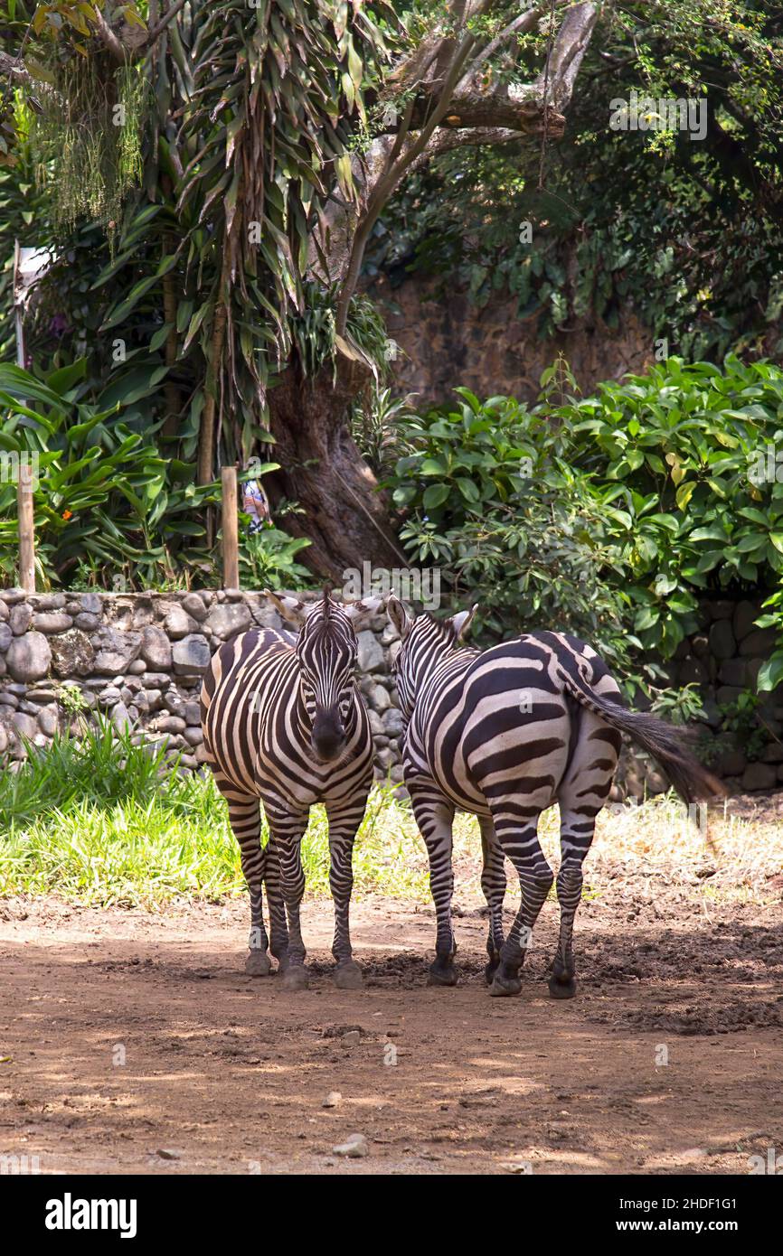 Ein paar Zebras in einem Park in der Stadt Cali in den südwestlichen Anden Kolumbiens. Stockfoto